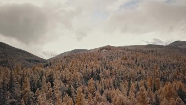 Повітряний вид на зимовий осінній ліс в снігу на горі і снігових горах. Республіка Алтай, Сибір, Росія. Холодний дикий краєвид: золотисто-жовте листя дерев зі снігом на пагорбі. — стокове відео