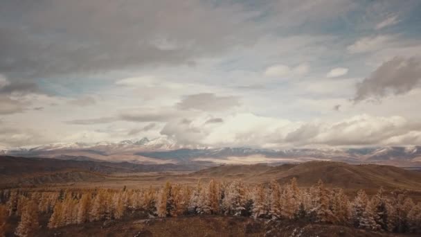 Légi kilátás őszi téli erdő hó hegyi és havas hegyek és üres területen. Altai Köztársaság, Szibéria, Oroszország. Hideg vadon élő táj: arany sárga lombozat havas fákkal a dombon — Stock videók