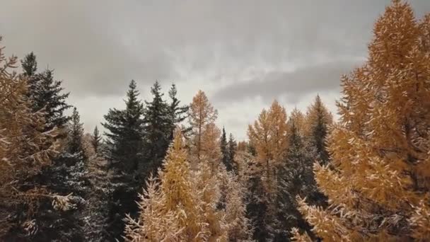 Widok z lotu ptaka na jesienny las zimowy w śniegu na górze i zaśnieżonych górach. Republika Ałtaj, Syberia, Rosja. Kamera leci przez zimny, dziki krajobraz: złote żółte liście — Wideo stockowe