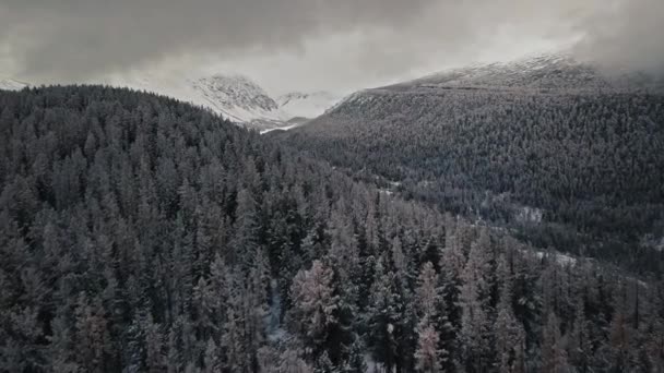 冬の森とチュヤ川渓谷アルタイ共和国、シベリア、ロシアの凍結山の川。雪に覆われた木々に覆われた冷たい野生の空の森の空中ビュー、分岐凍結川と巨大な — ストック動画