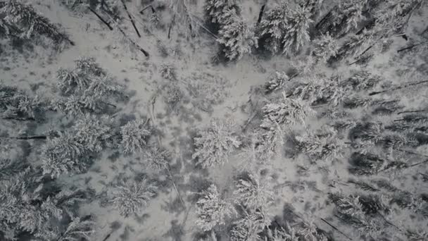 Bosque de invierno. Vista aérea de arriba hacia abajo del bosque vacío salvaje frío con árboles cubiertos de nieve y senderos. República de Altai, Siberia, Rusia — Vídeos de Stock