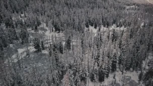 Winterwald und gefrorener Gebirgsfluss im Katun-Tal, Republik Altai, Sibirien, Russland. Luftaufnahme eines kalten, wilden, leeren Waldes mit schneebedeckten Baumkronen, einem verzweigten, gefrorenen Fluss und riesigen — Stockvideo
