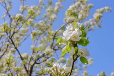 Armut çiçeklerinin bulanık bileşimi çiçek açar