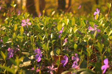 Vahşi Perivinc - Vinca Minor - çalılıklarda