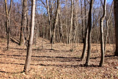 Ağaç gövdeleri ve kuru yapraklarla bir kış ormanının manzarası.