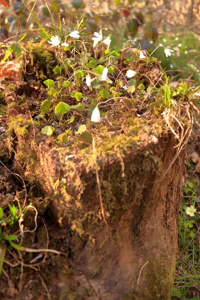 Flores de la gota de nieve sobresalen de un tronco hueco en medio del bosque — Foto de Stock