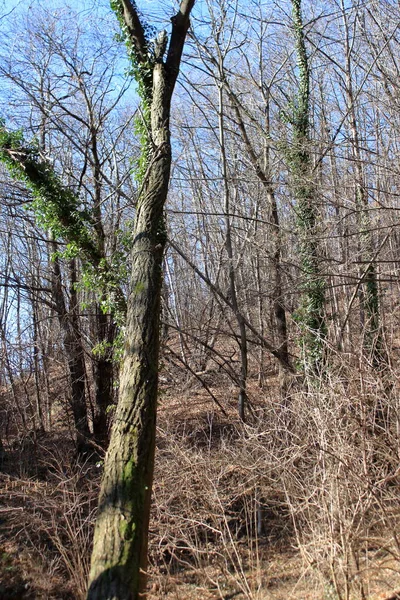 Panorama de um undergrowth de inverno com troncos e folhas secas — Fotografia de Stock