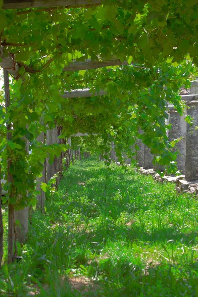 Italië, Asti. trossen rozijnen Moscato wijn groeien in de wijngaard — Stockfoto