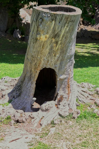 Una madriguera o perrera hecha del tronco de un castaño seco —  Fotos de Stock