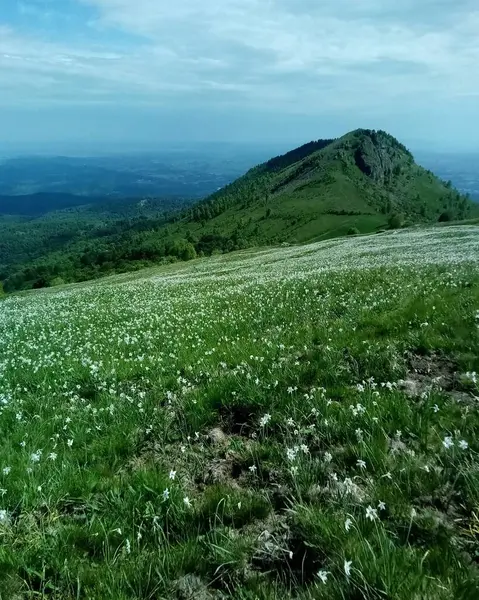 Narcisi fioriscono panorama nelle Alpi italiane — Foto Stock