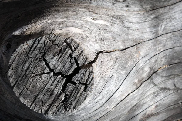 Textura de líneas orgánicas sobre un tronco de madera —  Fotos de Stock