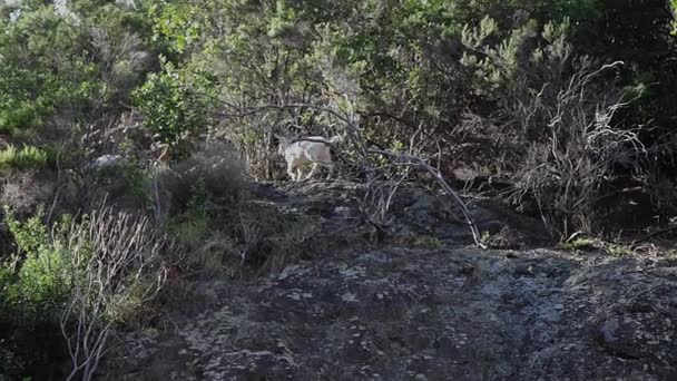 Cabras selvagens pastam no penhasco do Parque Nacional Cinque Terre, Itália. — Vídeo de Stock