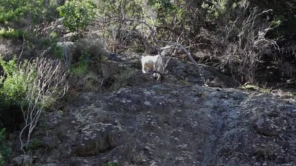 Dzikie kozy pasą się na klifie w Parku Narodowym Cinque Terre we Włoszech. — Wideo stockowe