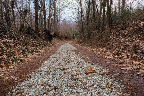 Caminho que vai para a floresta no inverno com árvores nuas e folhas secas no chão — Fotografia de Stock
