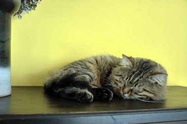 Güzel bir kedi mobilyaların üzerinde çömelmiş uyuyor.