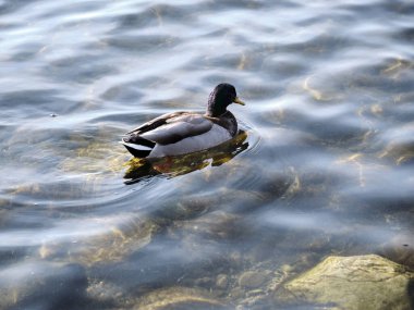Bir göçmen ördek Alp Gölü 'nün soğuk sularında yüzer.