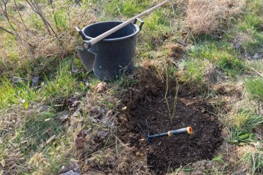 Bahçedeki bahar işleri: yabanmersini fidanı nakletmek