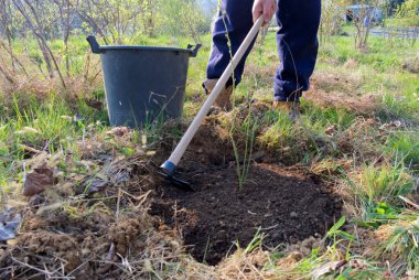 Baharda bahar işleri: bir adam yeni ekilmiş bir yabanmersini bitkisini gübreye çevirir.