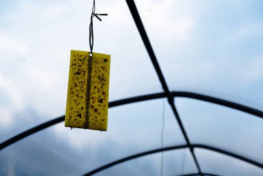Organik tarım için yabani otların kontrolü için seraya yerleştirilmiş bir feromon tuzağı.