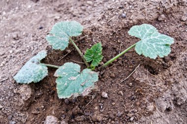 Sebze bahçesinde sulanan yemyeşil bir yaz kabağı fidanı.