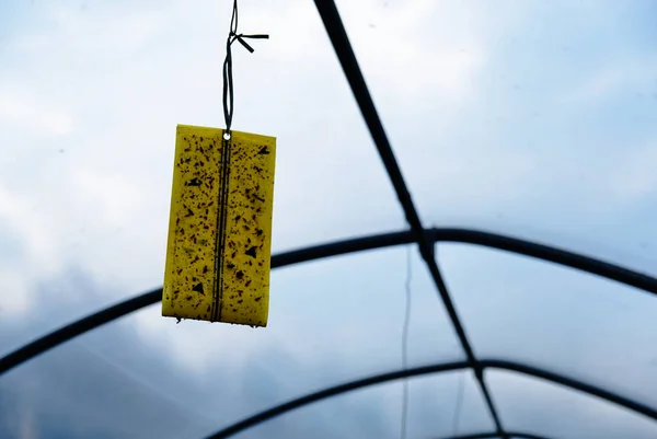 Een feromonenval in een kas voor de bestrijding van onkruid voor de biologische teelt — Stockfoto