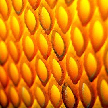 Çılgın bir İtalyan makarna kompozisyonu.