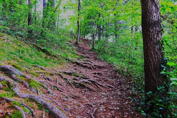 path in a deep forest