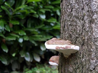 Fistulina hepatica mantarı, kozalaklı bir ağacın gövdesinde tipik bir kahverengi taşır.