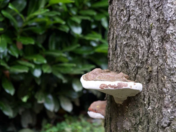 Fistulina hepatica houba, typická pro hnědé caries, na kmeni jehličnanů Stock Snímky