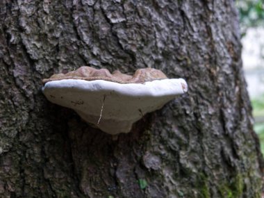 Fistulina hepatica mantarı, kozalaklı bir ağacın gövdesinde tipik bir kahverengi taşır.