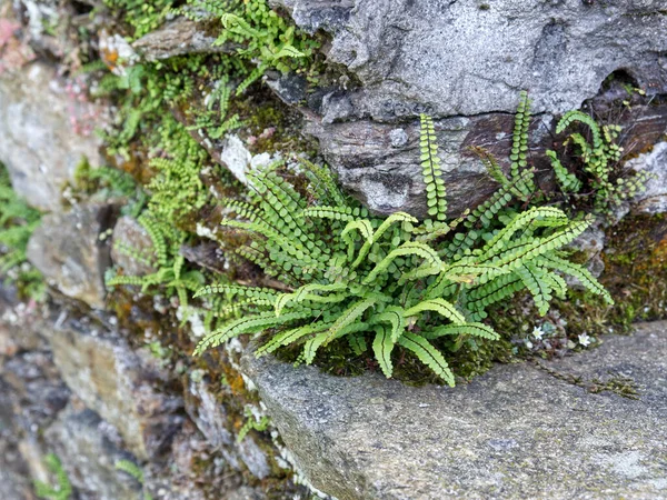 Ett alpint gräs som kallas stenesplitter - Ceterach officinarum- växer på en granit sluttning. Stockbild