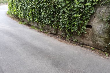 Yaban sarmaşıklarıyla kaplı asfalt bir yol.