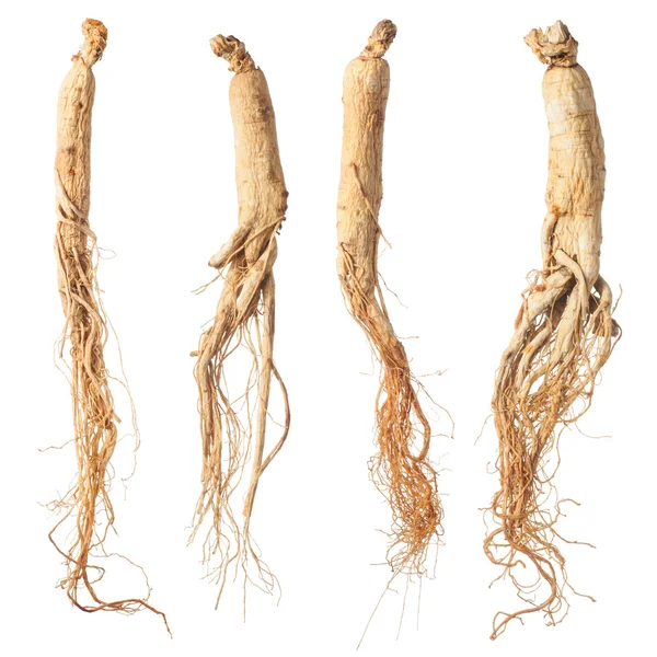 Radici secche di ginseng — Foto Stock