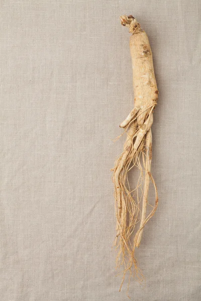 Сухий женьшень коріння — стокове фото