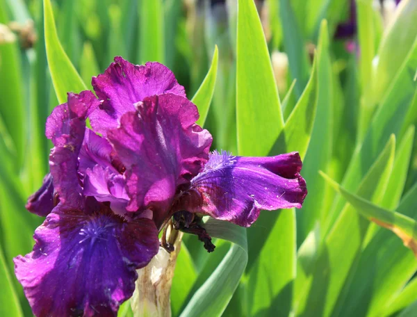 Iris viola brillante fiorisce — Foto Stock