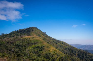 Loei, Tayland - 11 Aralık 2020: Phu Lom Lo dağlarının güzel manzarası Vahşi Himalaya, Kiraz çiçeği Sakura veya Prunus cerasoides 'in ünlü yeri ve varış noktasıdır.