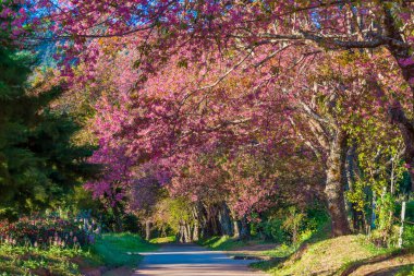 Beautiful Sakura tunnel tree Wild Himalayan Cherry, Prunus Cerasoides or pink cherry blossom flower in Doi Inthanon mountain at Chiangmai province Northern Thailand. clipart