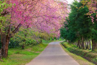 Güzel Himalaya Kirazı, Prunus Cerasoides veya pembe kiraz çiçeği ve metin arkaplanı için mavi gökyüzü alanı