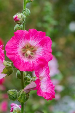 Bahçede Hollyhock, Alcea Rosea ya da Mallow 'un güzel rengi çiçek açıyor..