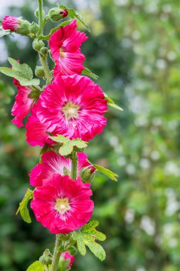 Bahçede Hollyhock, Alcea Rosea ya da Mallow 'un güzel rengi çiçek açıyor..