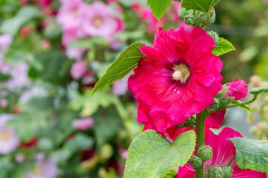 Bahçede Hollyhock, Alcea Rosea ya da Mallow 'un güzel rengi çiçek açıyor..