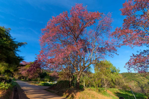 美しい桜トンネルの木野生のヒマラヤの桜 プラヌス セラソイドまたはチエンマイ県の土井インタノン山のピンクの桜北タイ — ストック写真