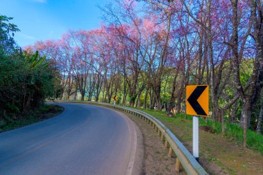 Kiraz çiçeğinin güzel doğal manzarası ya da Sakura 'nın Prunus Cerasoides pembe çiçekleri, Vahşi Himalaya Kirazı Kraliyet Projesi Inthanon Chiang Mai, Tayland yolunda.
