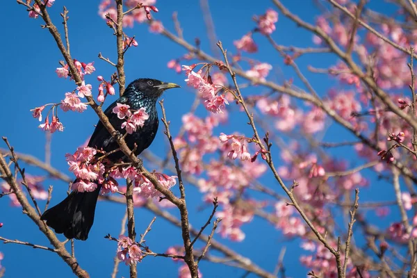 头冠龙 Haircrested Drongo Black Bird 又称双龙 Dicrurus 是双龙科的一种亚洲鸟类 栖息于蓝天背景的天然林树枝上 栖息在粉色樱花中 — 图库照片