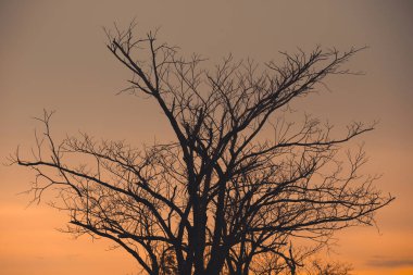 Ölü dalları olan ölü ağaçlar ve kimyasal maddeler ve orman tahribatı yüzünden ormanda dramatik bir gün batımı gökyüzü bırakıyor. Bu da teknolojiyi kirliliği artırıyor. Küresel ısınmayı kavra.
