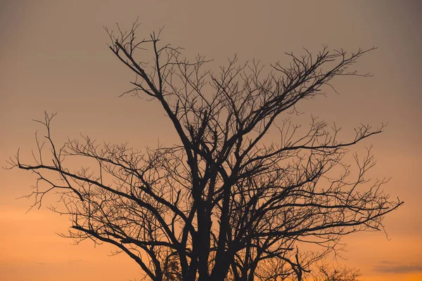Ölü dalları olan ölü ağaçlar ve kimyasal maddeler ve orman tahribatı yüzünden ormanda dramatik bir gün batımı gökyüzü bırakıyor. Bu da teknolojiyi kirliliği artırıyor. Küresel ısınmayı kavra.