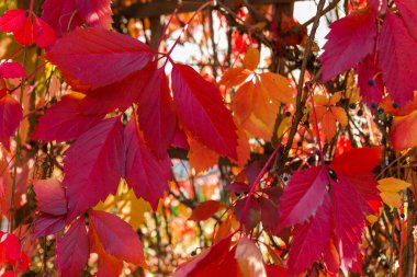Güzel sonbahar arkaplanı. Genç üzümlerin parlak renkli yaprakları.