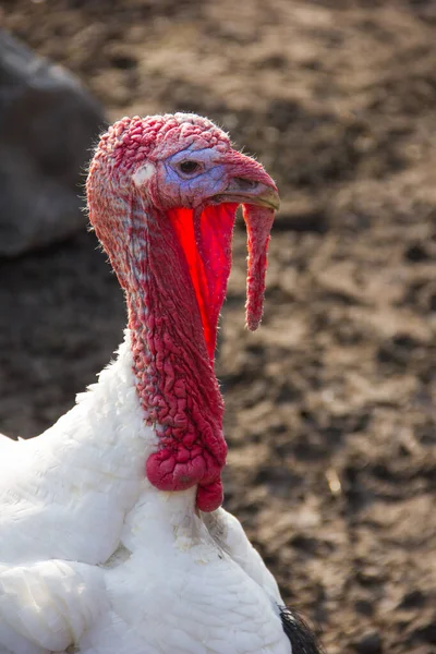 The head of a gobbler in close-up. A white Turkey with a red head. Concept of poultry farming and agriculture