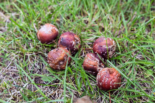 Çürük elmalar çimenlerin üzerinde yatar. Elmalardaki meyveler çürümüş. Moniliozis. Bahçe ve sebze bahçesi bakımı kavramı, meyve ağacı hastalıklarının tanımı.