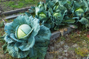 Bahçede beyaz lahana. Tarım ve hasat kavramı.